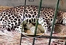 বর্ধমান রমনা বাগানে ফের জন্ম নিল চিতা শাবক