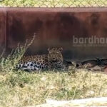 leopard-ramana-bagan1