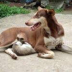 mother-dog-feeds-kitten-bhatar2