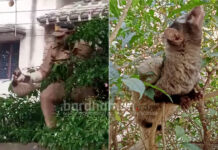 দুর্গাপুরে উদ্ধার গন্ধগোকুল