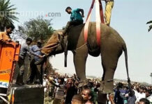 রায়নার বুলচন্দ্রপুরে ঘুমপাড়ানি গুলি ছুড়ে বাগে আনা হল দাঁতালকে