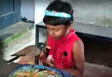 দুর্গাপুরে শালিক পাখির সঙ্গে ছোট্ট অঙ্কিতার বন্ধুত্ব