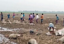 গলসির মাঠে ২০০ ভেড়ার আকস্মিক মৃত্যুতে চাঞ্চল্য