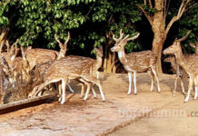 দাবদাহে দেউল জঙ্গলের হরিণ ও ময়ূরদের জন্য বিশেষ ব্যবস্থা