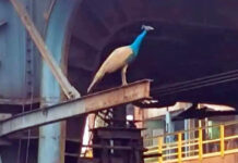 দুর্গাপুর ইস্পাত কারখানায় দেখা মিলল ময়ূরের