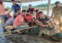 কাটোয়ায় ভাগিরথী নদীতে ধরা পড়ল ১০ ফুটের কুমির