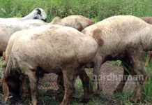 লাউদোহায় দুম্বার খামার তৈরি করে সফল মহম্মদ তসলিম