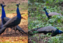 আউশগ্রামের জঙ্গলে ঘুরছে শয়ে শয়ে ময়ূর, ইকো-ট্যুরিজম পার্ক গড়ার ভাবনা