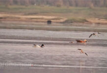 শীতে বর্ধমানের বিভিন্ন জলাশয়ে দেখা মিলছে পরিযায়ী পাখির