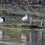 knob-billed-duck-bhatar