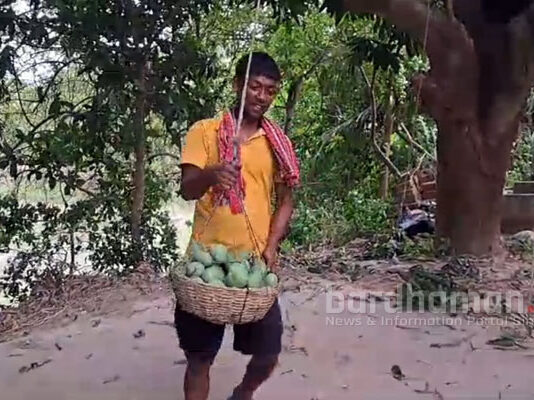 রেমালের প্রভাবে ক্ষতির আশঙ্কায় পেড়ে নেওয়া হচ্ছে আম