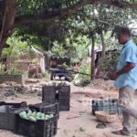 plucking-mangoes-before-remal-purbasthali2