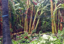 ঝড়ে ভেঙে পড়া গাছ সরাতে গিয়ে বিদ্যুৎস্পৃষ্ট হয়ে মৃত বাবা-ছেলে